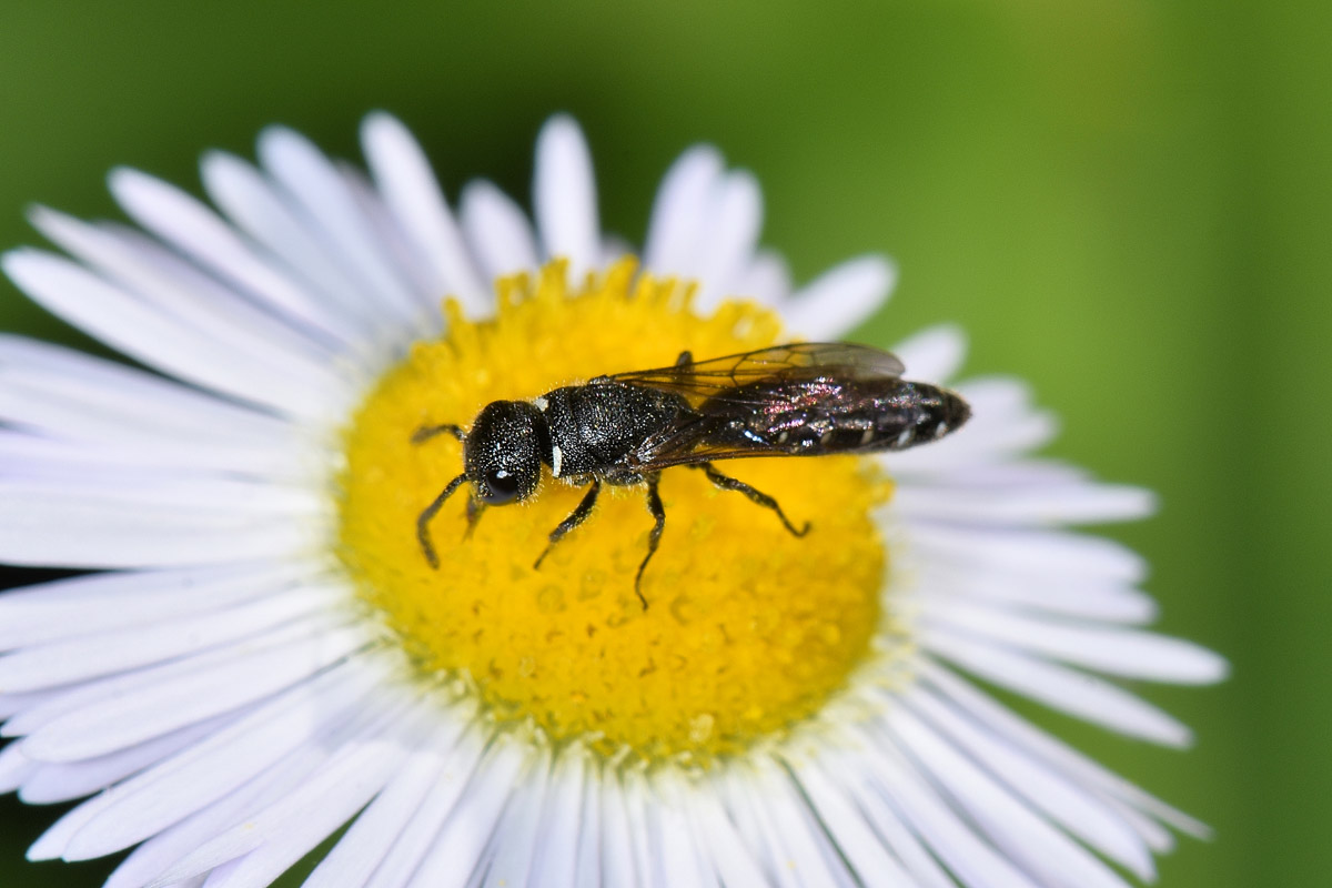 Sapygidae: Sapygina decemguttata